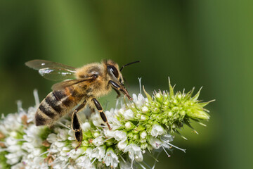 honey bee in mint flower