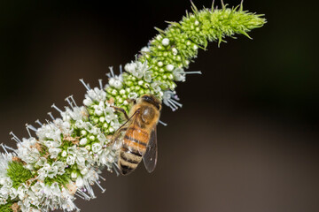 honey bee in mint flower