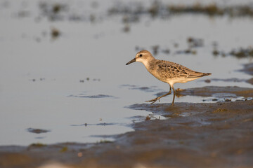 semipalmated sandpiper (Calidris pusilla)