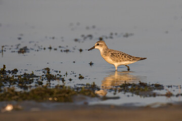 semipalmated sandpiper (Calidris pusilla)
