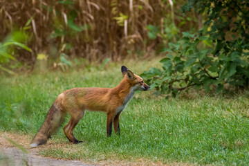 young red fox in autumn