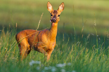 Rehgeiß (Capreolus capreolus) mit verletztem Äser © Rolf Müller