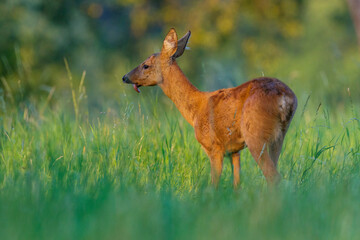 Rehgeiß (Capreolus capreolus) mit verletztem Äser