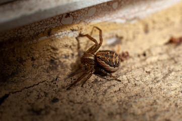 Close-up of an european garden spider (Araneus Diadematus) crawling on a wall. Selective focus.