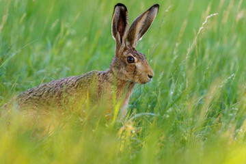 Fototapeta premium Feldhase (Lepus europaeus)
