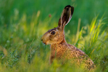 Fototapeta premium Feldhase (Lepus europaeus)
