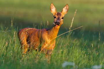 Rehgeiß (Capreolus capreolus) mit verletztem Äser © Rolf Müller