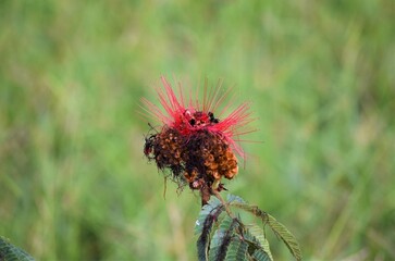 caliandra, a flor do Cerrado