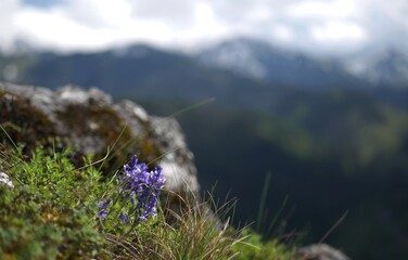 flowers in the mountains