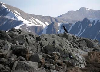 bird in the mountains