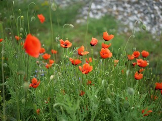 field of poppies