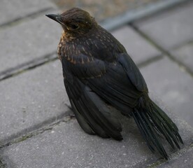blackbird on the ground