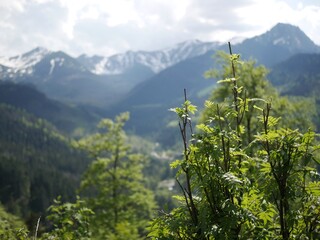 landscape in the mountains