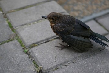 blackbird on the ground