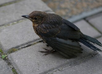 blackbird on the ground