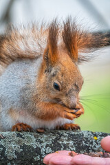A squirrel in the spring or autumn eats nuts from a human hand. Eurasian red squirrel, Sciurus vulgaris