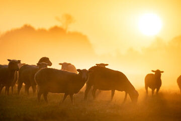 Fototapeta na wymiar sheep herd grazing on pasture at sunrise