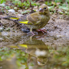 Grünfink (Carduelis chloris) Jungvogel