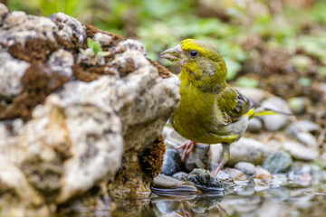 Grünfink (Carduelis chloris) Männchen an Wasserstelle
