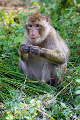Regard expressif du Magot ou Macaque de Barbarie