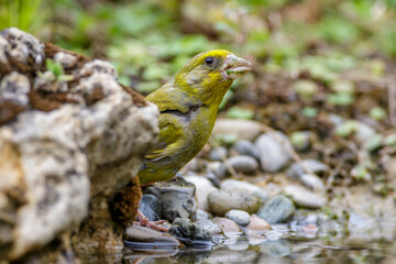 Grünfink (Carduelis chloris) Männchen an Wasserstelle