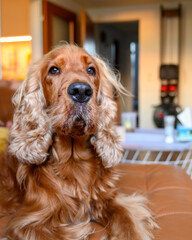 cocker spaniel dog