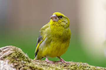 Grünfink (Carduelis chloris) Männchen