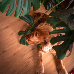 cocker spaniel
