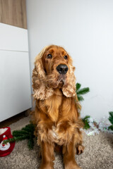 cocker spaniel dog