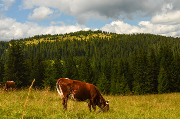 cows in the mountains