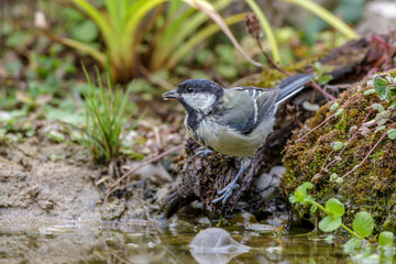Kohlmeise (Parus major)