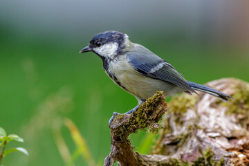 Kohlmeise (Parus major)