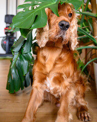 english cocker spaniel