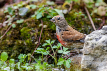 Bluthänfling (Carduelis cannabina) Männchen