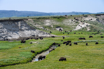 Obraz premium Bison grazing and drinking water from a stream, Yellowstone National Park, USA 
