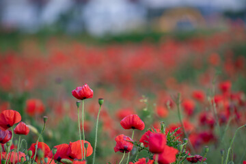 A view of a poppy field with. Blurred red background