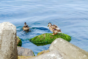 ducks by the sea