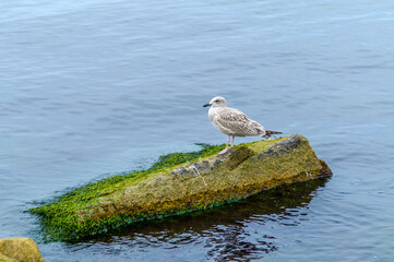 seagull on sea stones