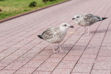  seagull