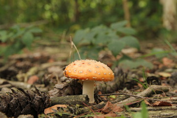 a beautiful little red mushroom with white dots between brown pine cones and branches and green leaves in the background