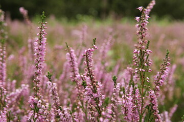 branches of heather with purple flowers in a big forest in summer