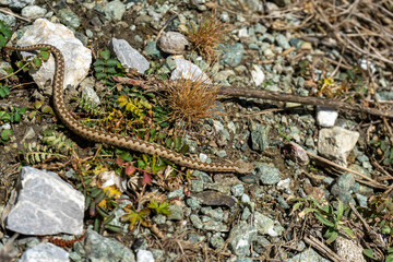 A young horned viper crawling away in the dirt. Top view. Vipera ammodytes.