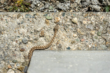 A young horned viper crawling away in the dirt. Top view. Vipera ammodytes.