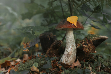 mushroom in the forest