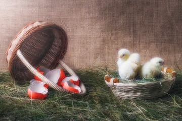 easter chicken and eggs