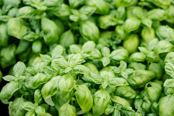 Top-down picture of Genovese basil plants. Basil (Ocimum basilicum), also called sweet basil, is a tender plant, and is used in cuisines worldwide. This cultivar is used for the famous Genoese pesto. - obrazy, fototapety, plakaty