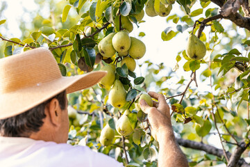 A person harvesting pears. This farmer with a straw hat is picking up the pears from a pear tree in...