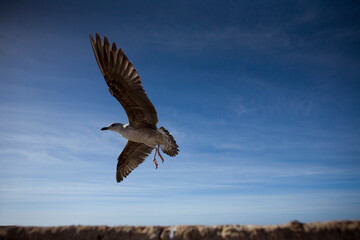 Moroccan Seagull