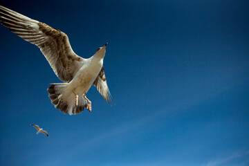 Moroccan Seagull