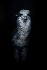  llama alpaca stands isolated on black background,  in the dark